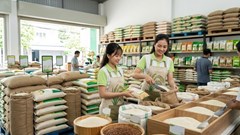 Giá lúa gạo hôm nay 16.6: Lúa thơm giữ giá, gạo xuất khẩu phân hóa