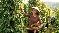Giá hồ tiêu hôm nay 17.6: Trong nước điều chỉnh nhẹ sau nhiều phiên neo cao
