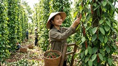 Giá hồ tiêu hôm nay 18.6: Không biến động, cao nhất tại Đắk Lắk