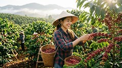 Giá cà phê hôm nay 19.6: Tăng trở lại, cao nhất 89.600 đồng/kg