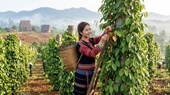 Giá hồ tiêu hôm nay 19.6: Đi ngang, Đắk Lắk giữ đỉnh 140.500 đồng/kg