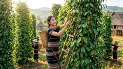 Giá hồ tiêu hôm nay 20.6: Giảm mạnh, cao nhất còn 138.000 đồng/kg