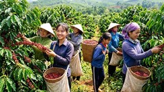 Giá cà phê hôm nay 22.6: Quay đầu giảm, xu hướng tiếp theo ra sao?