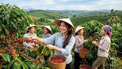 Giá cà phê hôm nay 23.6: Tăng nhẹ nhưng thị trường vẫn thận trọng