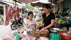 Giá heo hơi hôm nay 23.6: Miền Bắc giữ đỉnh 68.000 đồng/kg