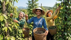 Giá hồ tiêu hôm nay 24.6: Nhiều nơi tăng tiếp, cao nhất 139.000 đồng/kg