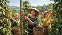 Giá hồ tiêu hôm nay 26.6: Đi ngang, cao nhất 139.000 đồng/kg