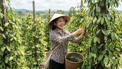 Giá hồ tiêu hôm nay 27.6: Thị trường đi ngang sau các phiên tăng