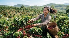 Giá cà phê hôm nay 29.6: Không đổi, thị trường vẫn neo vùng cao