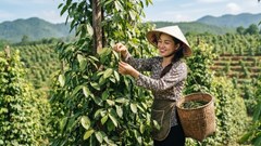 Giá hồ tiêu hôm nay 29.6: Trong nước chững lại, thị trường chờ lực mua mới