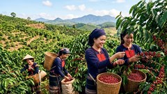 Giá cà phê hôm nay 30.6: Thị trường chờ tín hiệu mới từ Robusta