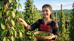 Giá hồ tiêu hôm nay 1.7: Thị trường tạm lắng, chờ lực mua mới