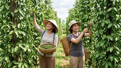 Giá hồ tiêu hôm nay 30.6: Một vùng giảm nhẹ, cao nhất 139.000 đồng/kg