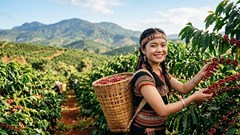 Giá cà phê hôm nay 1.7: Giảm 600 đồng/kg, Tây Nguyên hạ nhiệt