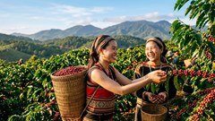 Giá cà phê hôm nay 2.7 bật tăng 1.200 đồng/kg, vì sao thị trường nóng lại?