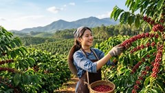 Giá cà phê hôm nay 3.7 tăng mạnh, lên mốc 92.000 đồng/kg
