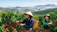 Giá cà phê hôm nay 4.7: Tăng lên 93.000 đồng/kg, vì sao thị trường tiếp tục nóng?