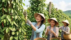Giá hồ tiêu hôm nay 4.7: Ổn định, thị trường chờ tín hiệu phục hồi