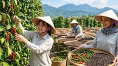 Giá hồ tiêu hôm nay 6.7: Đi ngang, cao nhất 135.000 đồng/kg