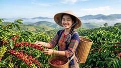 Giá cà phê hôm nay 7.7: Thị trường tạm nghỉ sau chuỗi tăng mạnh