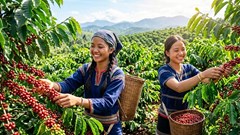 Giá hồ tiêu hôm nay 7.7: Đi ngang, thị trường tiếp tục chờ lực mua mới