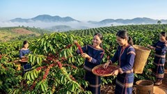 Giá cà phê hôm nay 8.7: Tăng mạnh, áp sát 97.000 đồng/kg