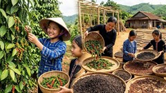 Giá hồ tiêu hôm nay 8.7: Bật tăng trở lại sau nhiều phiên chững giá
