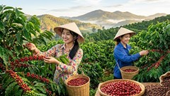 Giá cà phê hôm nay 9.7: Giảm mạnh hơn 2.000 đồng/kg