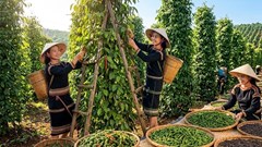 Giá hồ tiêu hôm nay 9.7: Tăng mạnh, nhiều vùng vượt 138.000 đồng/kg