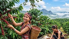 Giá cà phê hôm nay giảm 200 đồng/kg, sàn thế giới đi xuống