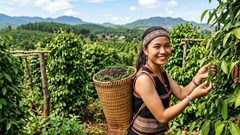 Giá hồ tiêu hôm nay 14.7.2026: Đồng loạt lao dốc