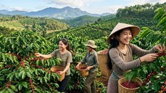 Giá cà phê hôm nay tăng mạnh, cao nhất 97.300 đồng/kg