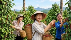 Giá hồ tiêu hôm nay 15.7.2026: Cao nhất 140.000 đồng/kg