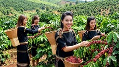 Giá cà phê ngày 16.7 đi ngang, cao nhất 97.300 đồng/kg