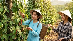 Giá hồ tiêu hôm nay 17.7.2026: Đồng loạt tăng trên cả nước