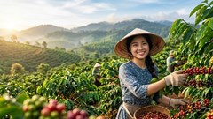 Giá cà phê 18.7.2026 giảm mạnh, thấp nhất 95.700 đồng/kg