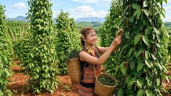 Giá hồ tiêu hôm nay 20.7.2026: Thị trường tiếp tục giữ ổn định