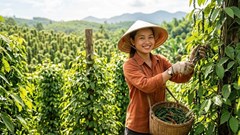 Giá hồ tiêu hôm nay 21.7.2026: Cao nhất 140.500 đồng/kg