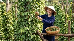 Giá hồ tiêu hôm nay 27.7: Đi ngang, trung bình 138.800 đồng/kg