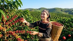 Giá cà phê hôm nay 28.7.2026: Trung bình tăng lên 95.900 đồng/kg