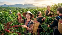 Giá cà phê hôm nay 29.7.2026 tăng tiếp, cao nhất 96.600 đồng/kg
