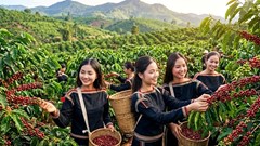Giá cà phê hôm nay 31.7 giảm mạnh, cao nhất còn 96.800 đồng/kg