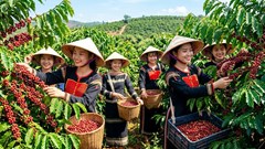 Giá cà phê hôm nay 1.8.2026: Nội địa đi ngang, thế giới tăng