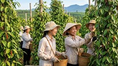 Giá hồ tiêu hôm nay 1.8.2026 trong nước ổn định, thị trường chờ lực đẩy mới