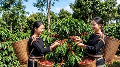 Giá cà phê hôm nay 3.8.2026 đi ngang, cao nhất 97.000 đồng/kg