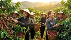 Giá cà phê hôm nay 4.8.2026 giảm nhẹ, cao nhất 96.700 đồng/kg