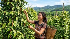 Giá hồ tiêu hôm nay 4.8.2026: Đồng loạt giảm 1.000 đồng/kg