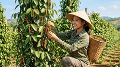 Giá hồ tiêu hôm nay 6.8.2026 giữ ổn định sau nhiều phiên giằng co