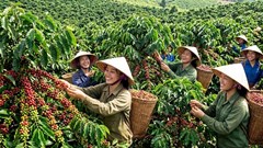 Giá cà phê hôm nay 7.8.2026: Trong nước và thế giới đồng loạt tăng