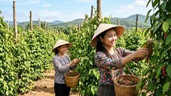 Giá tiêu hôm nay 7.8 đi ngang, cao nhất 141.000 đồng/kg